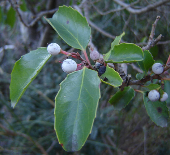 Azara petiolaris